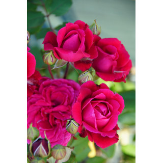 Rosier Générosa® - Michel Jonasz - ©Roses Guillot®