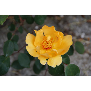 Terre des Roses® - Mikado® - ©Roses Guillot®
