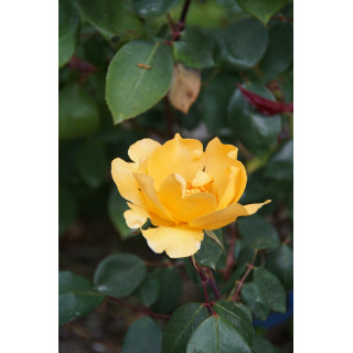 Terre des Roses® - Mikado® - ©Roses Guillot®