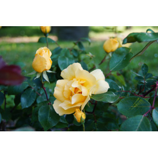 Terre des Roses® - Mikado® - ©Roses Guillot®