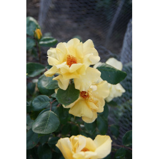 Terre des Roses® - Mikado® - ©Roses Guillot®