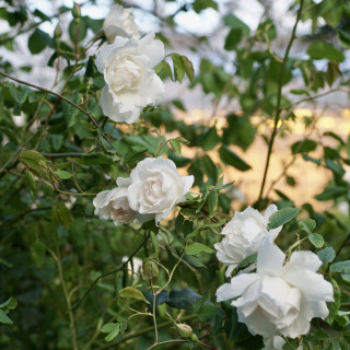 Rosier liane ancien - Mme Alfred Carrière - ©Roses Guillot®