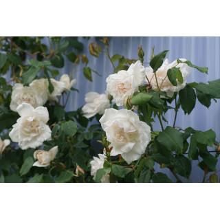 Rosier liane ancien - Mme Alfred Carrière - ©Roses Guillot®