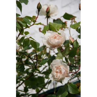 Rosier liane ancien - Mme Alfred Carrière - ©Roses Guillot®