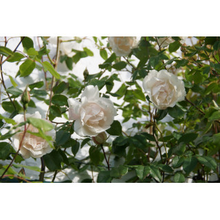 Rosier liane ancien - Mme Alfred Carrière - ©Roses Guillot®