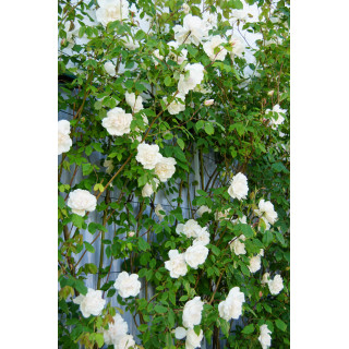 Rosier liane ancien - Mme Alfred Carrière - ©Roses Guillot®