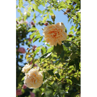 Rosier grimpant ancien - Mme Bérard - ©Roses Guillot®