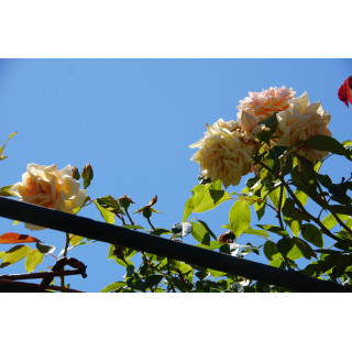 Rosier grimpant ancien - Mme Bérard - ©Roses Guillot®