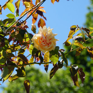 Rosier grimpant ancien - Mme Bérard - ©Roses Guillot®