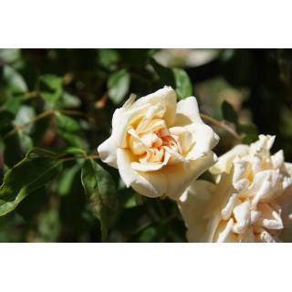 Rosier grimpant ancien - Mme Bérard - ©Roses Guillot®