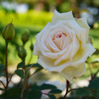 Rosier ancien Guillot® - Mme Bravy - ©Roses Guillot®