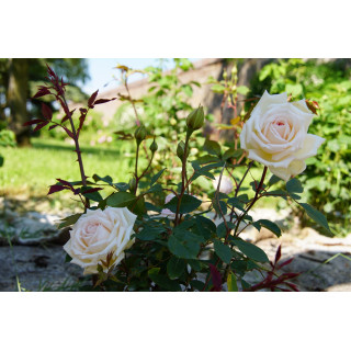 Rosier ancien Guillot® - Mme Bravy - ©Roses Guillot®