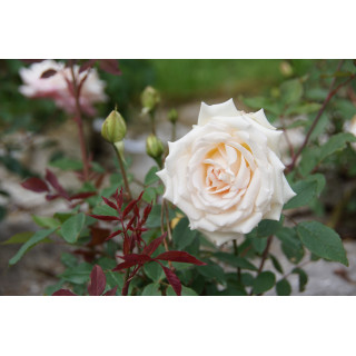 Rosier ancien Guillot® - Mme Bravy - ©Roses Guillot®