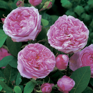 Rosier Ancien - Comte de Chambord