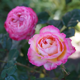 Rosier Générosa® - Madame de Staël - ©Roses Guillot®