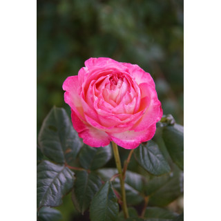 Rosier Générosa® - Madame de Staël - ©Roses Guillot®