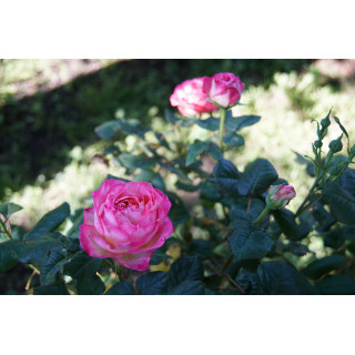 Rosier Générosa® - Madame de Staël - ©Roses Guillot®