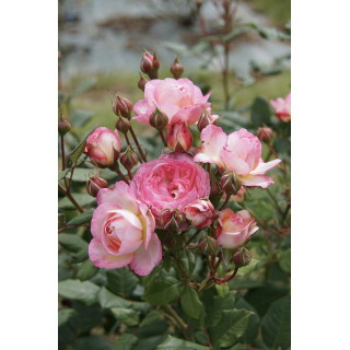 Rosier Générosa® - Madame de Staël - ©Roses Guillot®