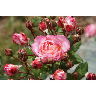 Rosier Générosa® - Madame de Staël - ©Roses Guillot®