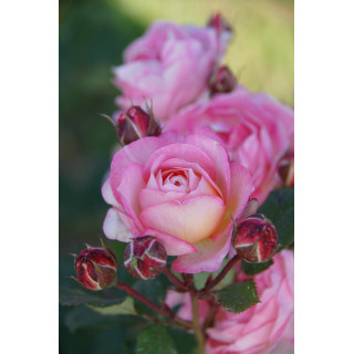 Rosier Générosa® - Madame de Staël - ©Roses Guillot®