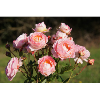 Rosier Générosa® - Madame de Staël - ©Roses Guillot®