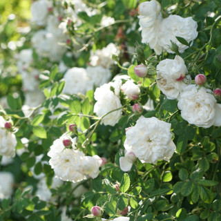 Rosier ancien - Mme Hardy - ©Roses Guillot®