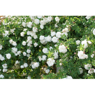 Rosier ancien - Mme Hardy - ©Roses Guillot®