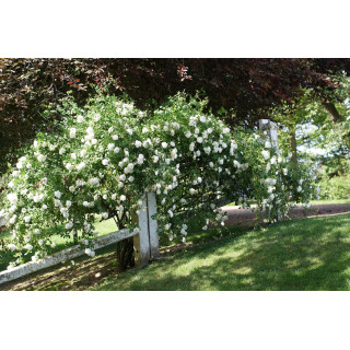 Rosier ancien - Mme Hardy - ©Roses Guillot®