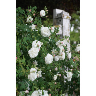 Rosier ancien - Mme Hardy - ©Roses Guillot®