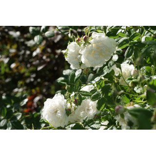 Rosier ancien - Mme Hardy - ©Roses Guillot®