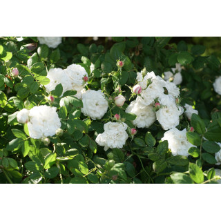 Rosier ancien - Mme Hardy - ©Roses Guillot®
