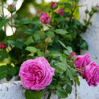 Rosier grimpant ancien - Mme Isaac Péreire - ©Roses Guillot®