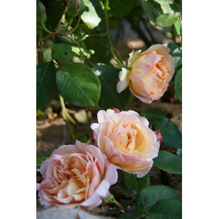 Rosier Générosa® - Mme Paul Massad - ©Roses Guillot® 