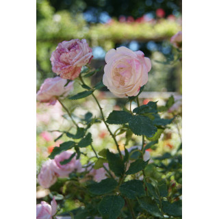 Rosier ancien - Mme Pierre Oger - ©Roses Guillot®