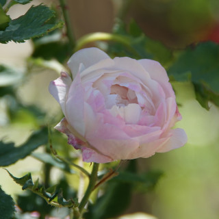 Rosier ancien - Mme Pierre Oger - ©Roses Guillot®