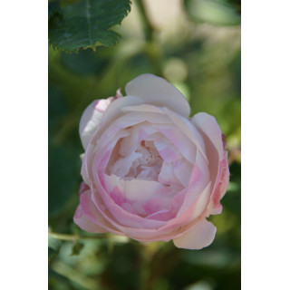 Rosier ancien - Mme Pierre Oger - ©Roses Guillot®