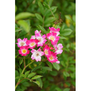 Rosier ancien - Mozart - ©Roses Guillot®