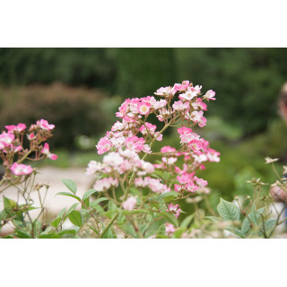 Rosier ancien - Mozart - ©Roses Guillot®