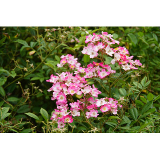 Rosier ancien - Mozart - ©Roses Guillot®