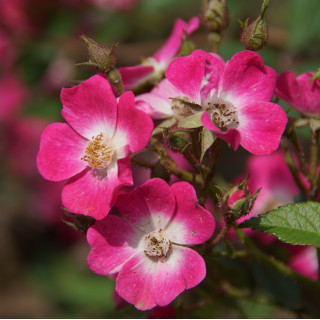 Rosier ancien - Mozart - ©Roses Guillot®