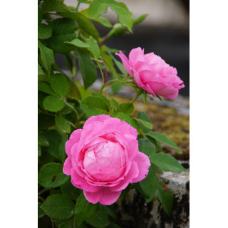 Rosier ancien - Mrs John Laing - ©Roses Guillot®