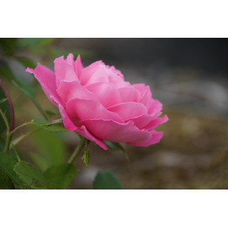 Rosier ancien - Mrs John Laing - ©Roses Guillot®