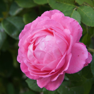 Rosier ancien - Mrs John Laing - ©Roses Guillot®