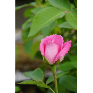 Rosier ancien - Mrs John Laing - ©Roses Guillot®