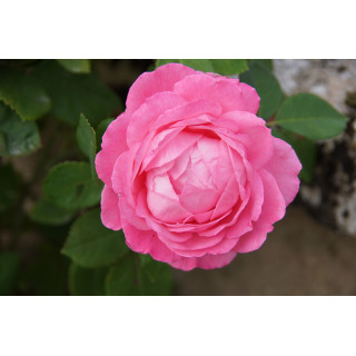 Rosier ancien - Mrs John Laing - ©Roses Guillot®