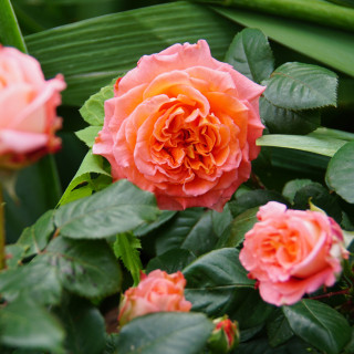 Rosier Générosa® - Notre Dame du Rosaire - ©Roses Guillot®