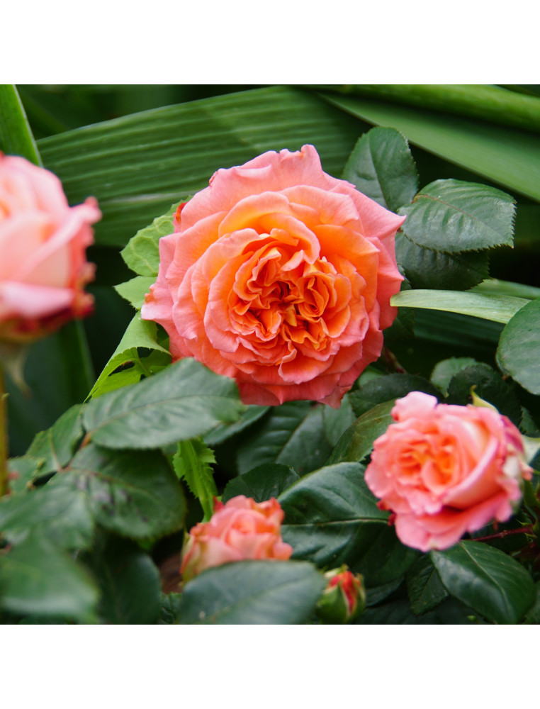 Rosier Générosa® - Notre Dame du Rosaire - ©Roses Guillot®