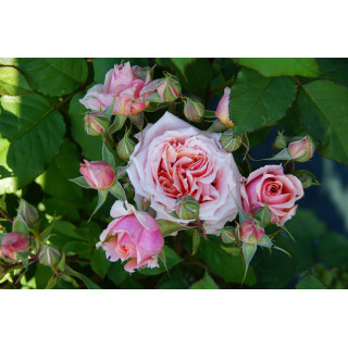 Rosier Générosa® - Paul Bocuse - ©Roses Guillot®