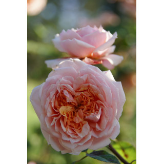 Rosier Générosa® - Paul Bocuse - ©Roses Guillot®