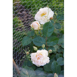Rosier ancien - Pénélope - ©Roses Guillot®